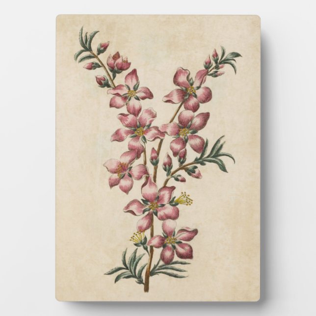 Vintage Botanical Floral Almond Blossom Plaque (Front)