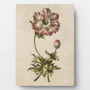 Vintage Botanical Floral Anemone Plaque