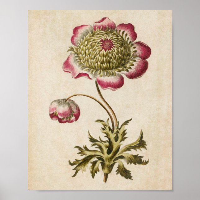 Vintage Botanical Floral Anemone Print (Front)
