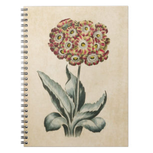 Vintage Botanical Floral Auricula Illustration Notebook