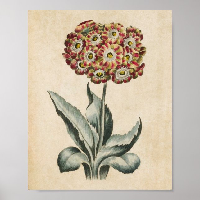 Vintage Botanical Floral Auricula Print (Front)