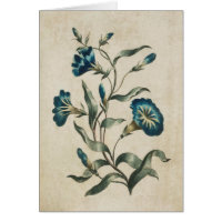 Vintage Botanical Floral Convolvulus Illustration