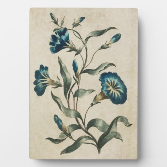Vintage Botanical Floral Convolvulus Plaque (Front)