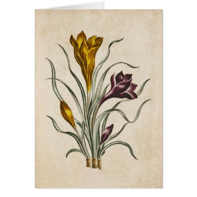 Vintage Botanical Floral Crocus Illustration (Front)