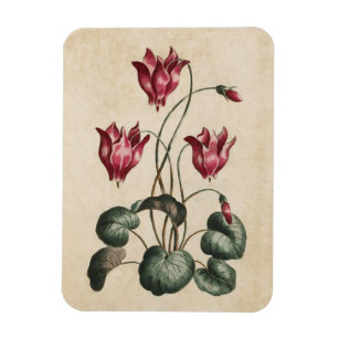 Vintage Botanical Floral Cyclamen Magnet