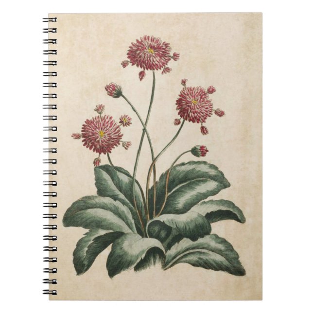 Vintage Botanical Floral Daisy Illustration Notebook (Front)