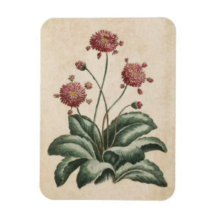 Vintage Botanical Floral Daisy Magnet