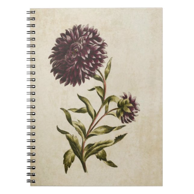 Vintage Botanical Floral Double Aster Illustration Notebook (Front)