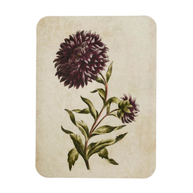 Vintage Botanical Floral Double Aster Magnet (Vertical)