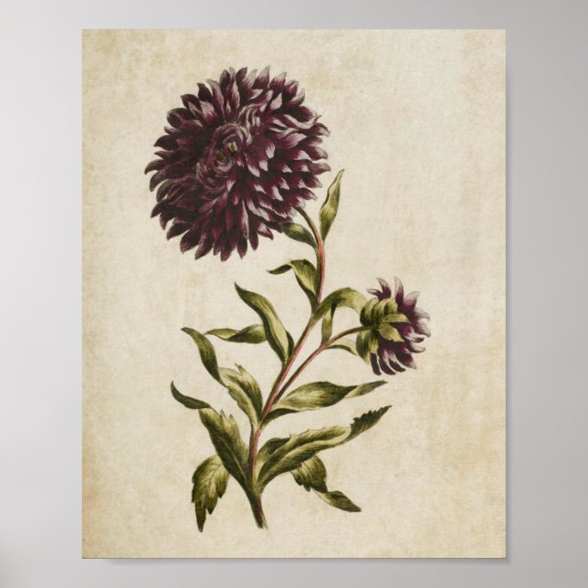 Vintage Botanical Floral Double Aster Print (Front)