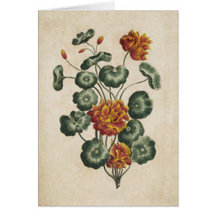Vintage Botanical Floral Double Cresses