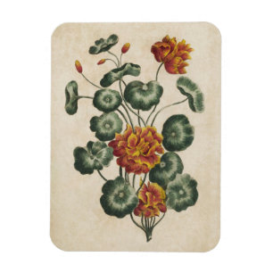 Vintage Botanical Floral Double Cresses Magnet