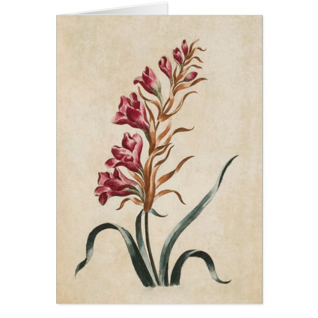 Vintage Botanical Floral Foxglove Illustration (Front)