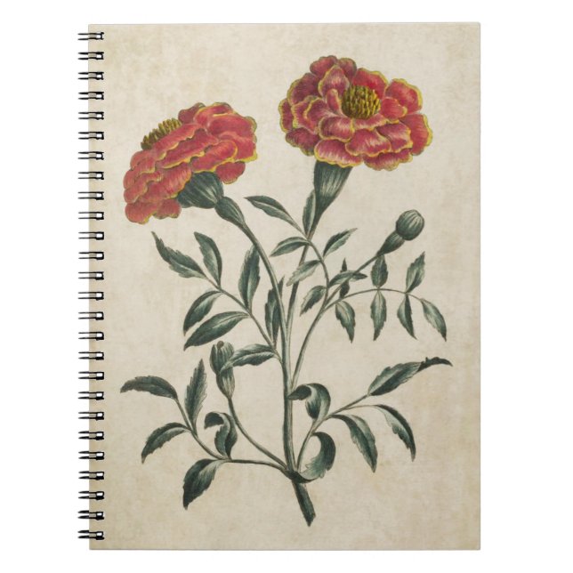 Vintage Botanical Floral French Marigold Notebook (Front)