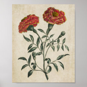 Vintage Botanical Floral French Marigold Print