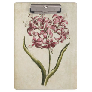 Vintage Botanical Floral Guernsey Lily Clipboard