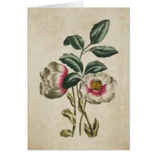 Vintage Botanical Floral Hellebore Illustration