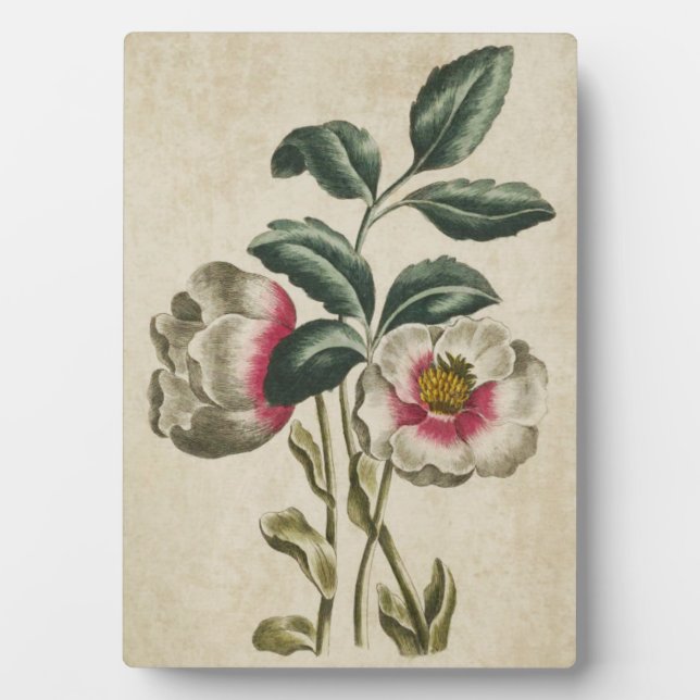 Vintage Botanical Floral Hellebore Plaque (Front)