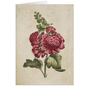 Vintage Botanical Floral Hollyhock Illustration