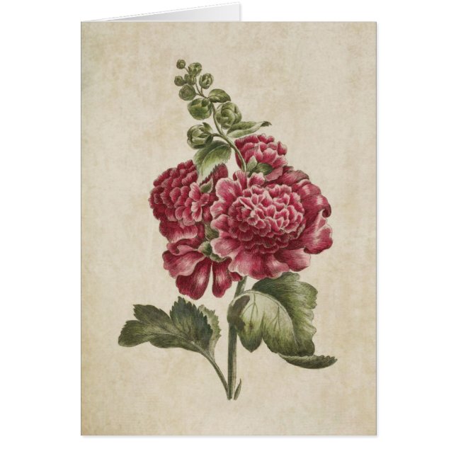 Vintage Botanical Floral Hollyhock Illustration (Front)