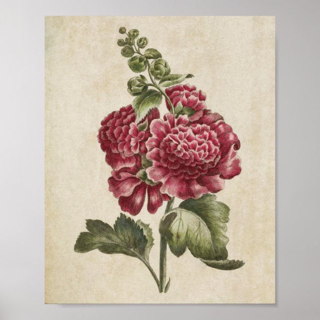 Vintage Botanical Floral Hollyhock Print (Front)