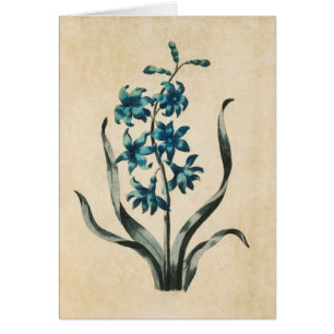 Vintage Botanical Floral Hyacinth Illustration