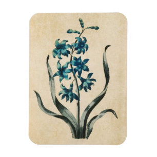 Vintage Botanical Floral Hyacinth Magnet