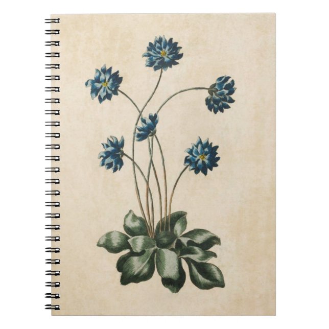 Vintage Botanical Floral Hypatica Illustration Notebook (Front)