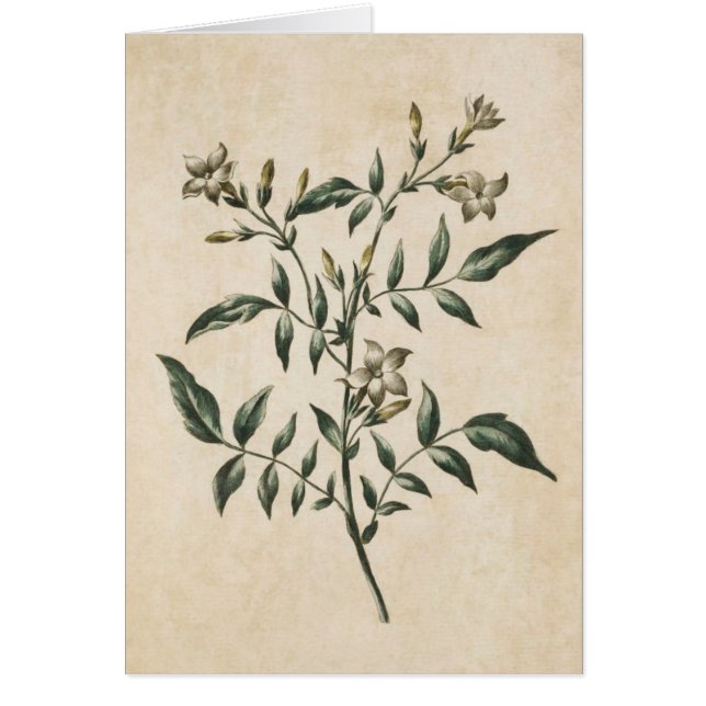 Vintage Botanical Floral Jasmine Illustration (Front)