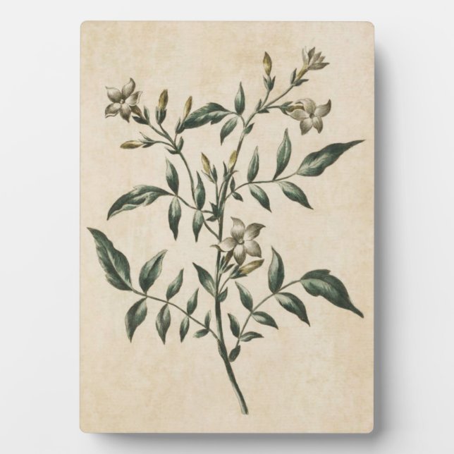 Vintage Botanical Floral Jasmine Plaque (Front)