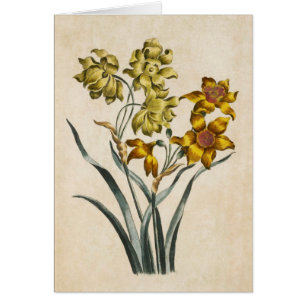 Vintage Botanical Floral Jonquil Illustration