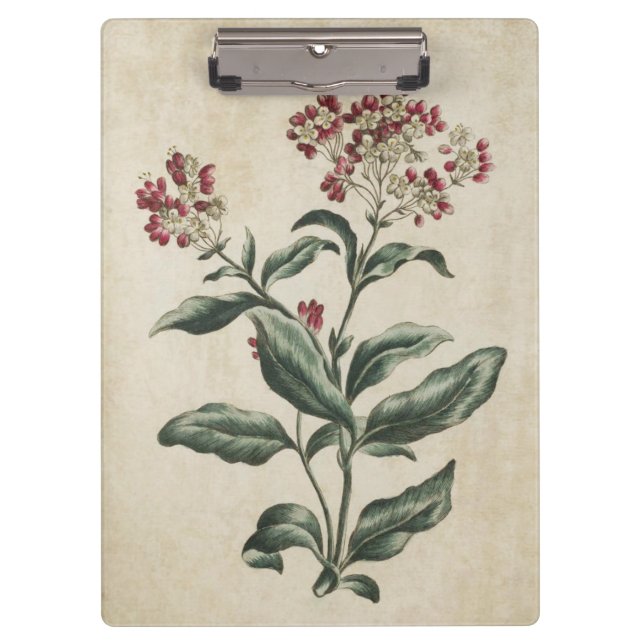 Vintage Botanical Floral Laurestina Illustration Clipboard (Front)