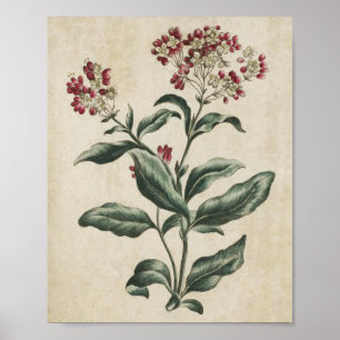 Vintage Botanical Floral Laurestina Print