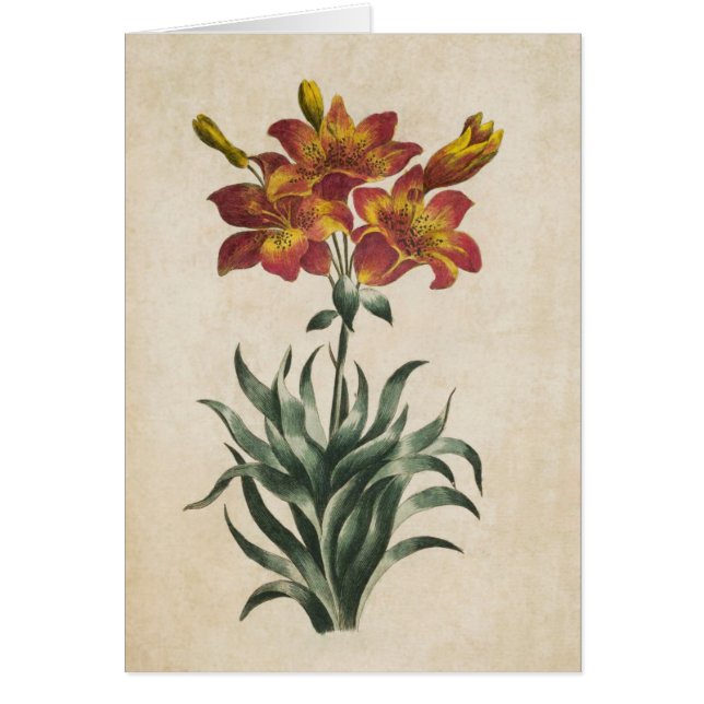 Vintage Botanical Floral Lily Illustration (Front)