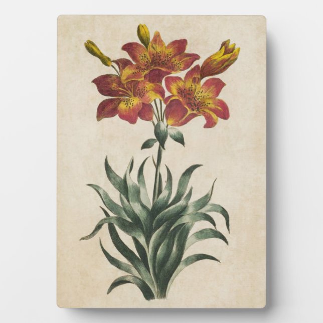 Vintage Botanical Floral Lily Plaque (Front)