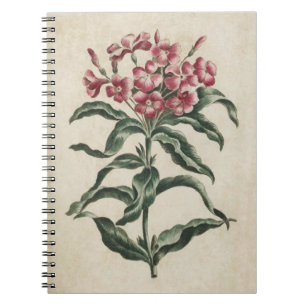 Vintage Botanical Floral Lychnidea Illustration Notebook