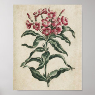 Vintage Botanical Floral Lychnidea Print