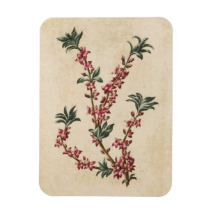 Vintage Botanical Floral Mezereon Magnet