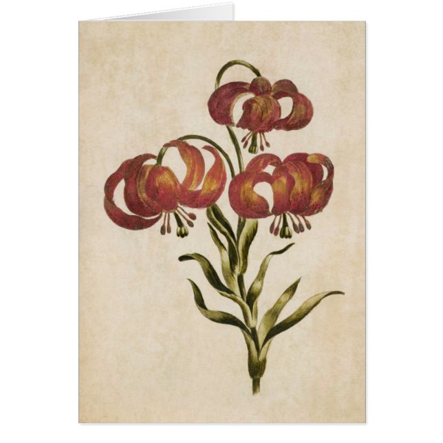 Vintage Botanical Floral Mountain Lily (Front)