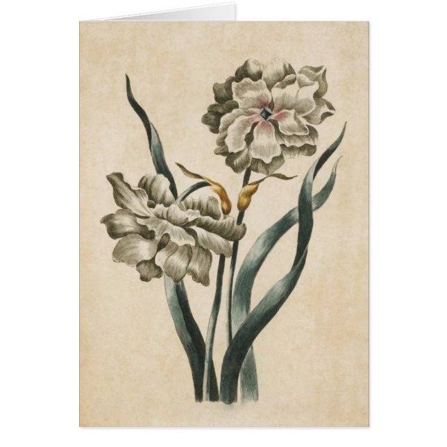 Vintage Botanical Floral Narcissus Illustration (Front)