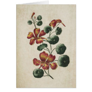Vintage Botanical Floral Nasturtium Illustration
