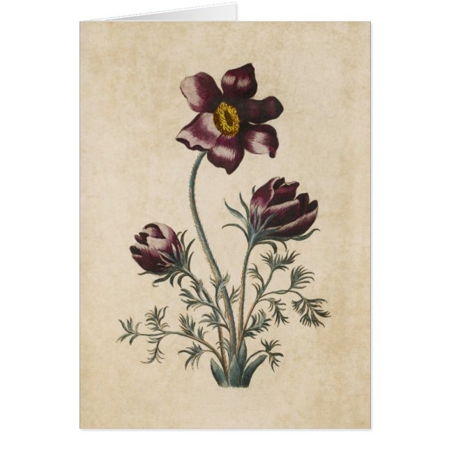 Vintage Botanical Floral Pasque Illustration (Front)