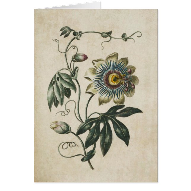 Vintage Botanical Floral Passion Flower (Front)