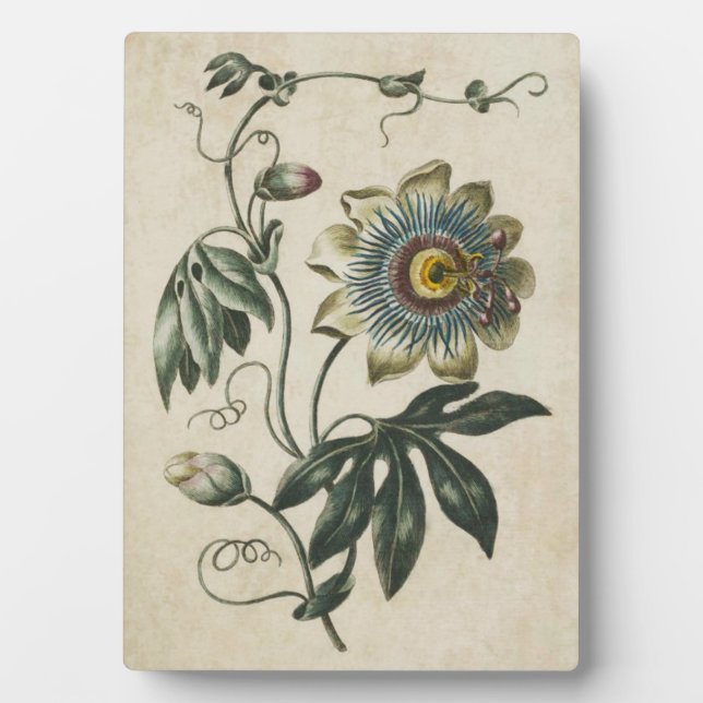 Vintage Botanical Floral Passion Flower Plaque (Front)