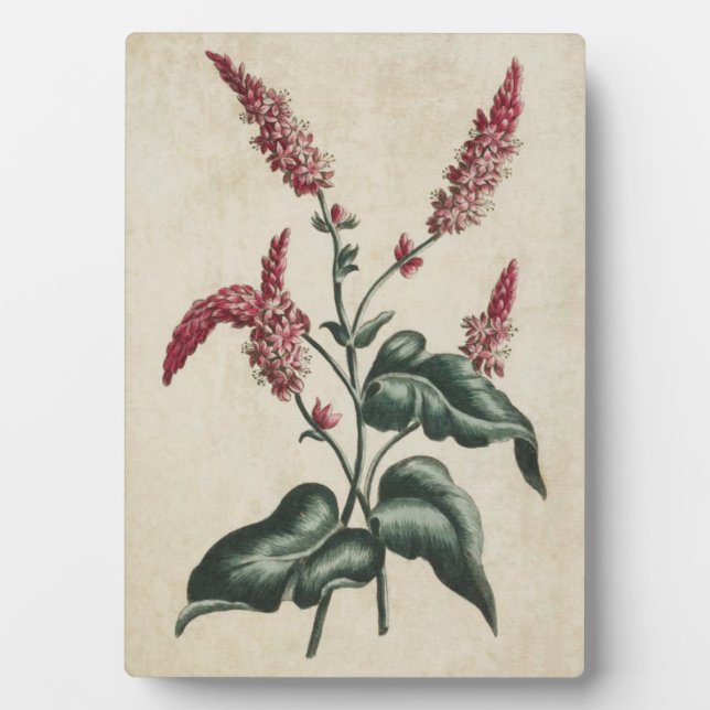 Vintage Botanical Floral Persicaria Plaque (Front)