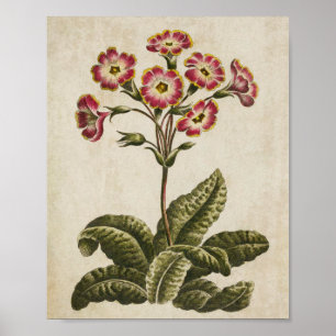 Vintage Botanical Floral Polyanthus Print