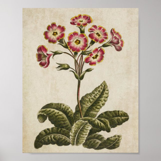 Vintage Botanical Floral Polyanthus Print (Front)