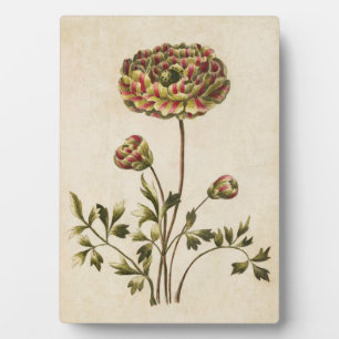 Vintage Botanical Floral Ranunculus Plaque