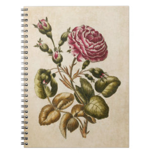 Vintage Botanical Floral Rose Illustration Notebook