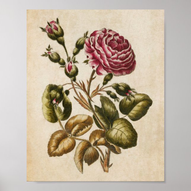 Vintage Botanical Floral Rose Print (Front)